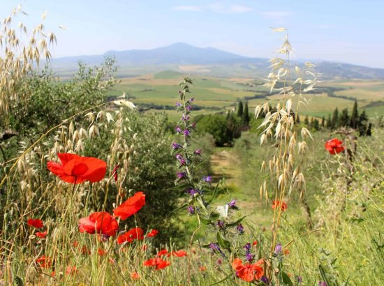 Mount Amiata sits in the background of this UNESCO protected Valley of Orcia (Val d'Orcia) with red poppies and other wildflowers in the foreground.